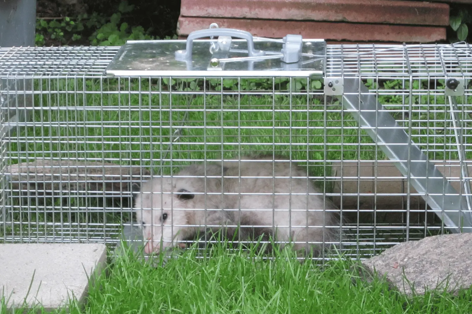 Possum Trap Guide